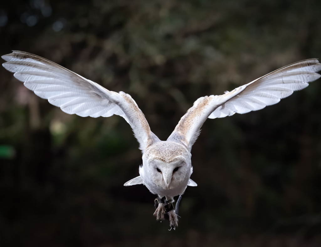 Depth of field for birds in flight - good or bad? Home Depth of Field on Olympus vs Full Frame cameras for birds in flight