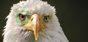 EM1x and new firmware 2.0 operation for birds in flight Home EM1x and new firmware 2.0 operation for birds in flight