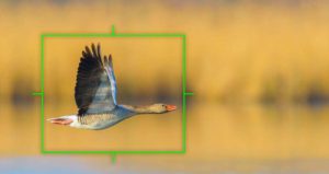 New EM1x firmware 2.0 focus tests for Birds in Flight