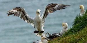 Bird AI tracking, ProCapture, Bird AI tracking