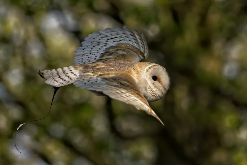OM1 for Birds in Flight - better than the A9?