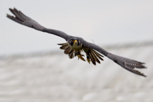 OM1 for Birds in Flight – as good as the A9?