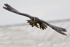 OM1 for Birds in Flight – as good as the A9?