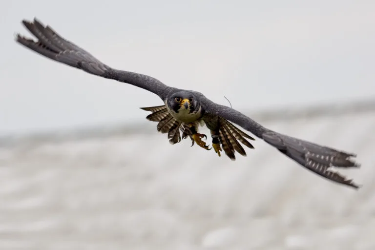 OM1 for Birds in Flight – as good as the A9?
