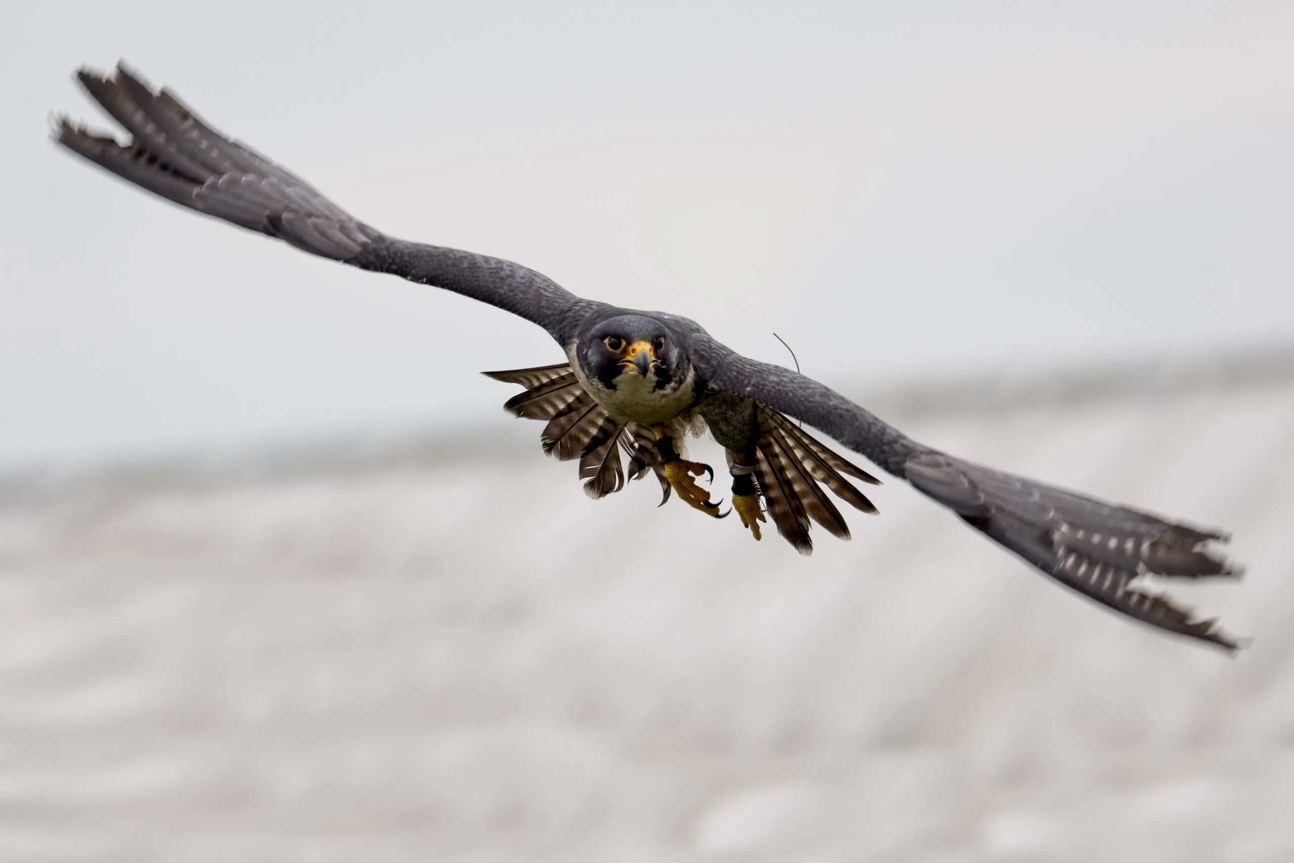 OM1 for Birds in Flight - as good as the A9?