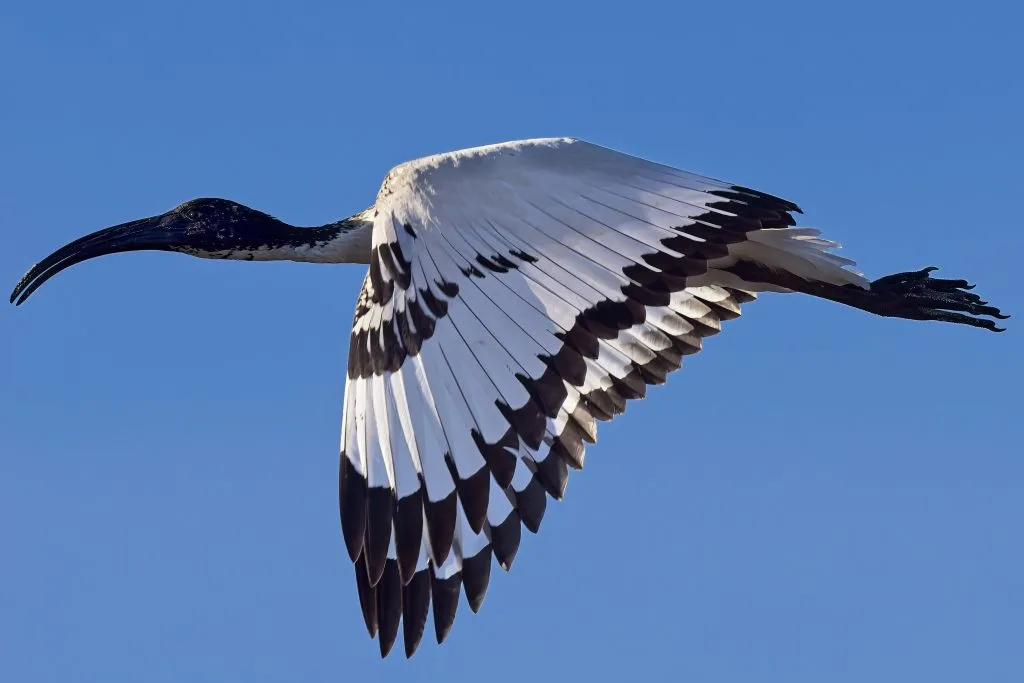 My OM1 birds in flight settings