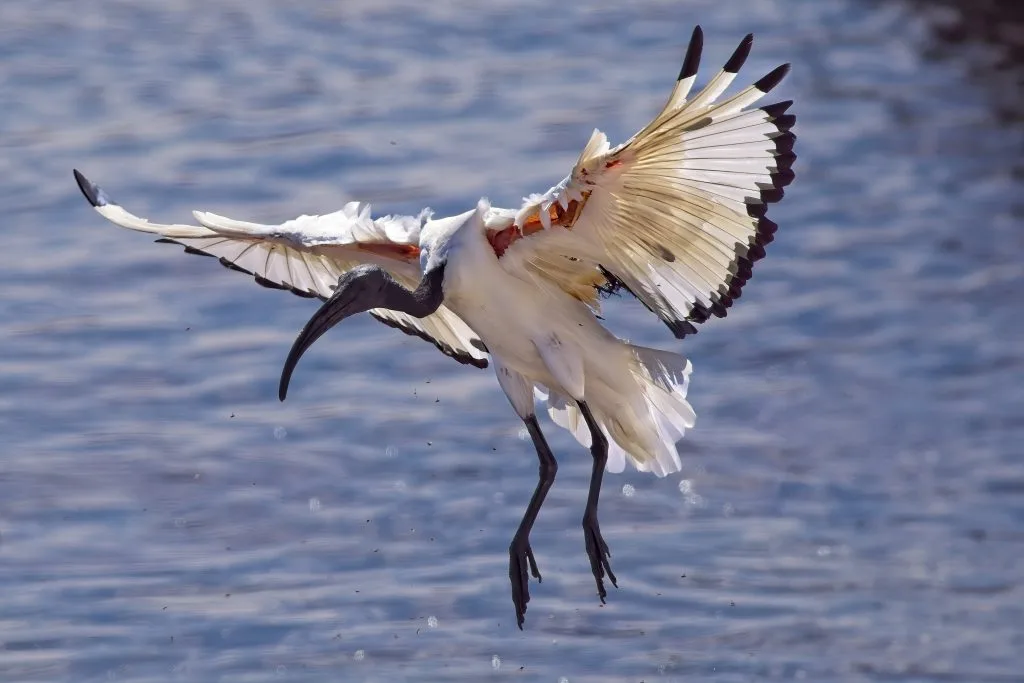 Taking better birds in flight photos