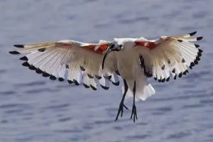 Taking better birds in flight photos