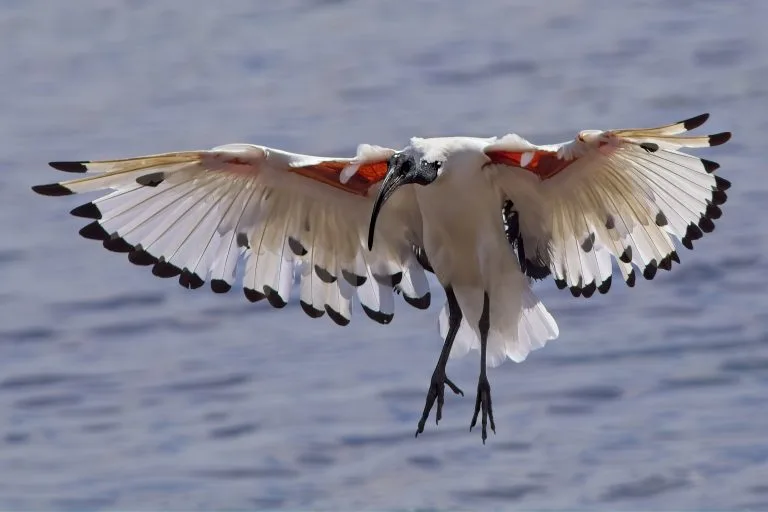 Taking better birds in flight photos