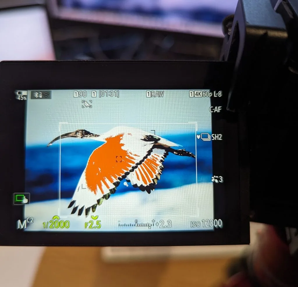 birds in flight settings