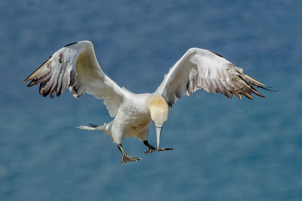 Gannet in flight at Bempton Cliffs — the kind of high-speed bird-in-flight sequence that generates thousands of RAW files requiring fast culling in FastRawViewer