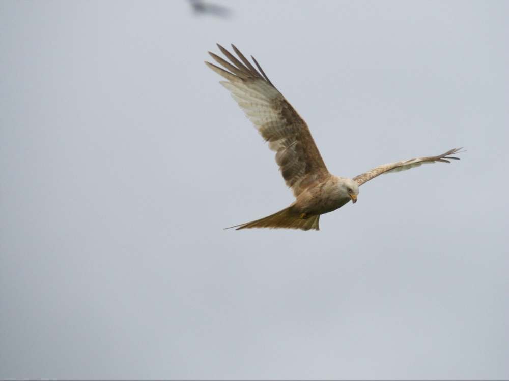 OM Pro Zooms - the effect of teleconverters, ISO and background on focus accuracy Home OM Pro Zooms - the effect of teleconverters, ISO and background on focus accuracy
