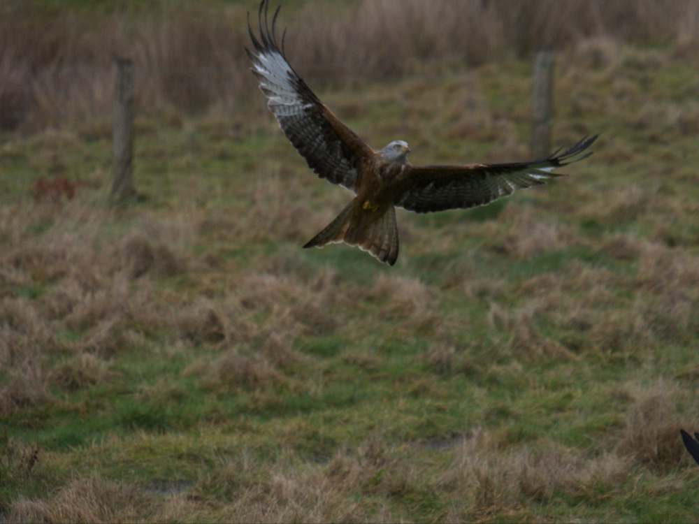 OM Pro Zooms - the effect of teleconverters, ISO and background on focus accuracy Home OM Pro Zooms - the effect of teleconverters, ISO and background on focus accuracy