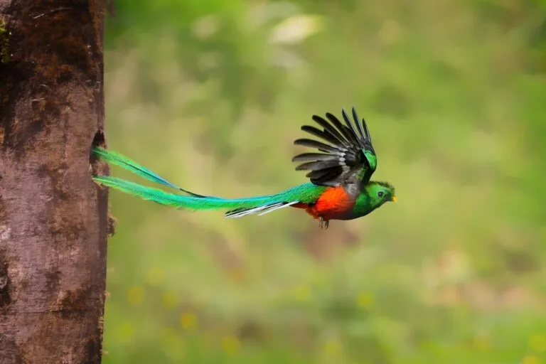 Costa Rica Bird Photography