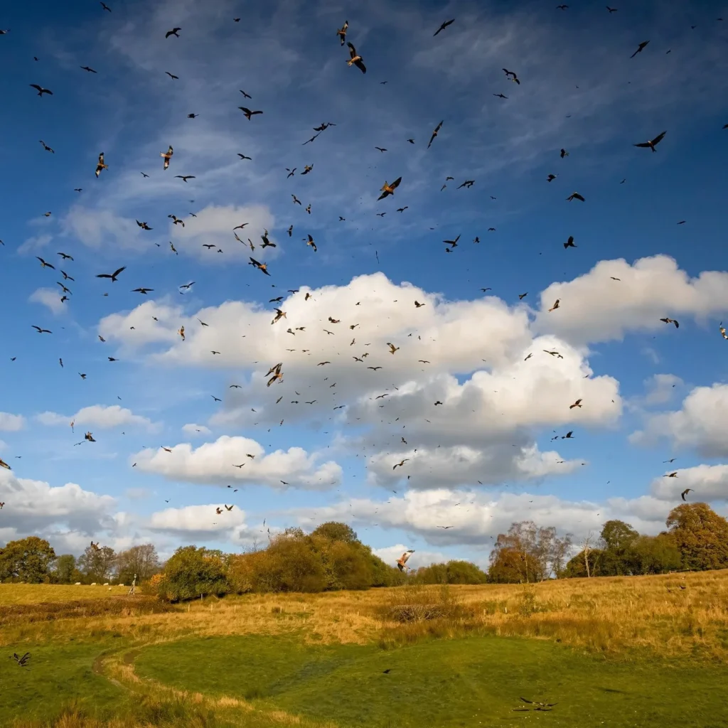 OM Pro Zooms - the effect of teleconverters, ISO and background on focus accuracy Home OM Pro Zooms