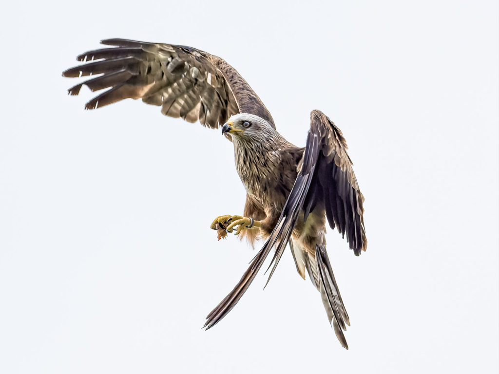 Sony A9 vs Olympus E-M1x